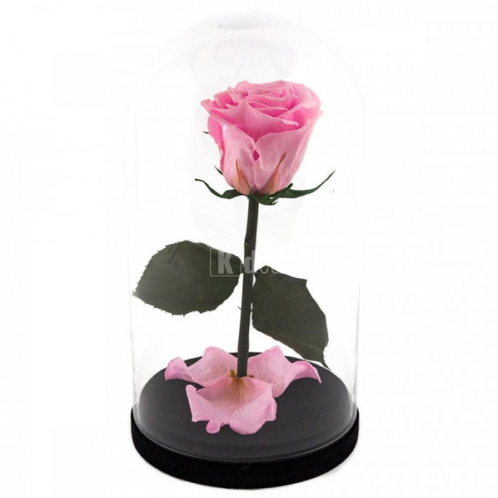 Trandafir Criogenat xl roz &Oslash;6,5cm in cupola 12x25cm