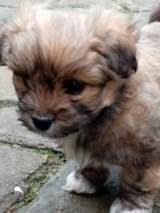 bichon havanez foto
