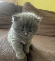 Scottish fold și british