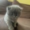 Scottish fold și british