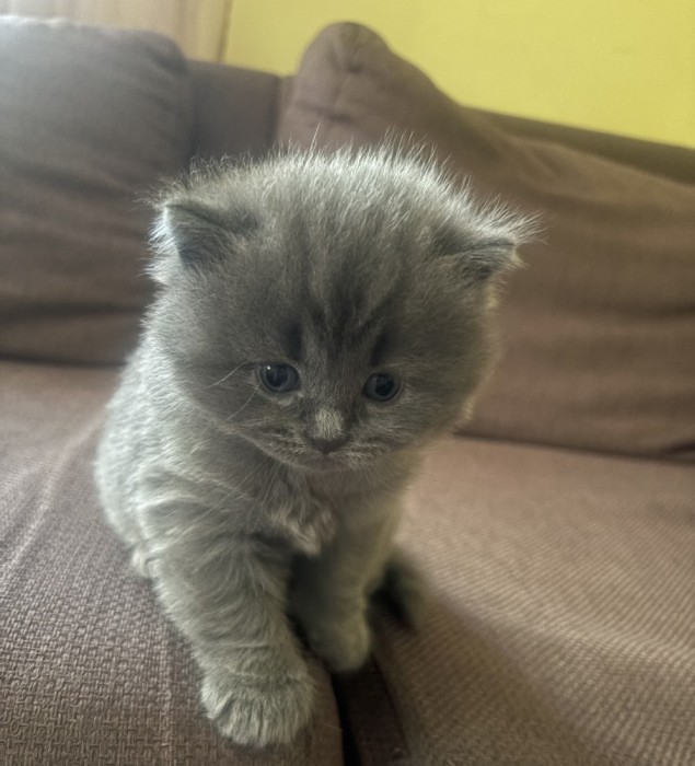 Scottish fold și british