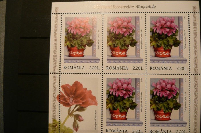 VOC 2017 LP2169- Zambetul ferestrelor, muscatele- minicoli de 5 +1 vinieta