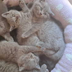 British shorthair blue,2 baietel si 2 fetite