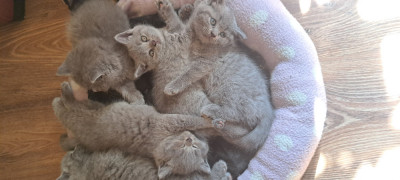 British shorthair blue,2 baietel si 2 fetite foto