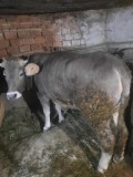 V&acirc;nd vițea de 1 an
