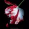 Amurg 2: Luna Noua, Stephenie Meyer - Editura Art