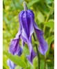 Clematis Little Artist GI C2 Integrifolia G., Oem