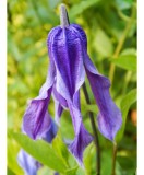 Clematis Little Artist GI C2 Integrifolia G., Oem