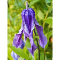 Clematis Little Artist GI C2 Integrifolia G.