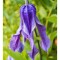 Clematis Little Artist GI C2 Integrifolia G.