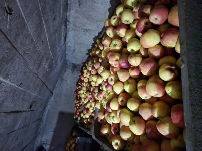 vand mere florina si idared foto
