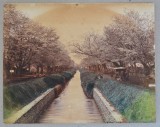 Scena de primavara la Koganei langa Tokyo fotografie colorata manual cca 1900
