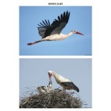 Pasari calatoare. Set planse - Daniela Dosa