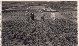 Fotografie din perioada interbelica