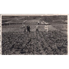 Fotografie din perioada interbelica