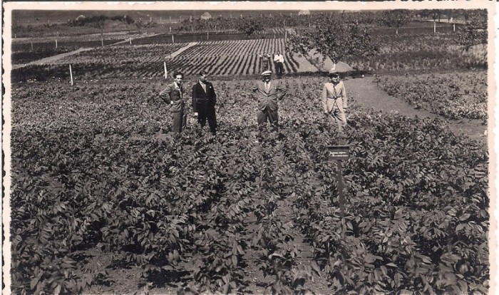 Fotografie din perioada interbelica