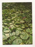 RF155 - Carte Postala - Oradea. Baile Felix. Lacul cu nuferi, necirculata