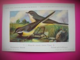HOPCT 6302 MOTACILLA CINEREA CINEREA -PASARI DE APA -FAUNA EUROPA-CP CHROMO LITHO -MUZEUL REGAL STIINTE NATURALE BELGIA-NECIRCULATA, Printata