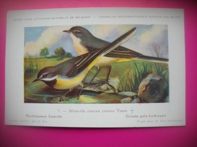 HOPCT 6302 MOTACILLA CINEREA CINEREA -PASARI DE APA -FAUNA EUROPA-CP CHROMO LITHO -MUZEUL REGAL STIINTE NATURALE BELGIA-NECIRCULATA foto
