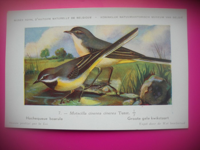 HOPCT 6302 MOTACILLA CINEREA CINEREA -PASARI DE APA -FAUNA EUROPA-CP CHROMO LITHO -MUZEUL REGAL STIINTE NATURALE BELGIA-NECIRCULATA