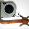 Cooler (ventilator) TOSHIBA SATELLITE C50-A 13N0-ZWA0E03