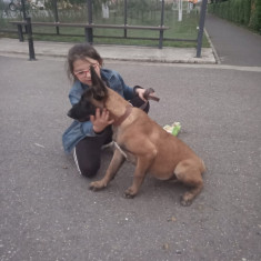 Ciobănesc Belgian Malinois