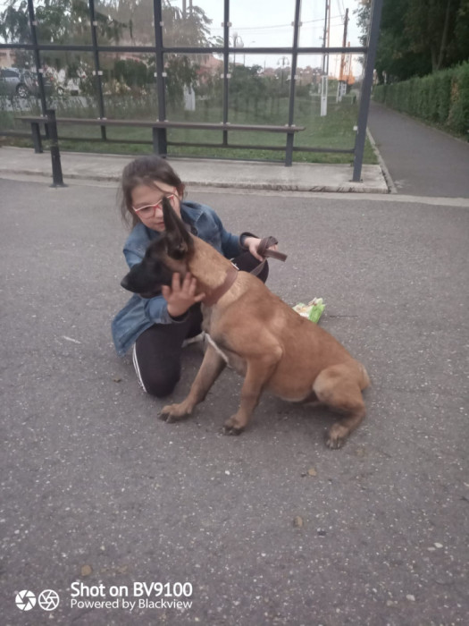 Ciobănesc Belgian Malinois