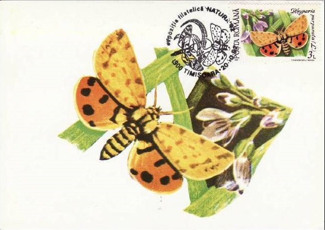 C4085 - Romania 1991 - Fluturi carte postala maxima