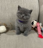 Pui British Shorthair superbi
