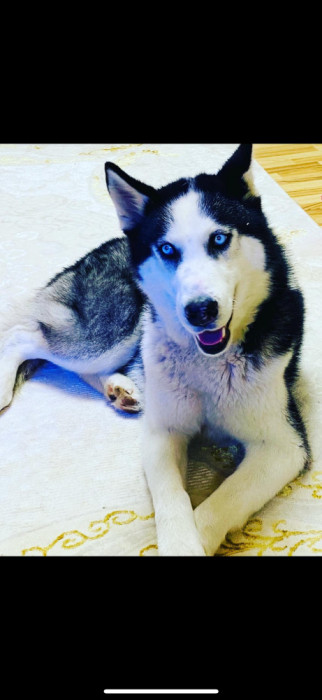 V&acirc;nd Husky siberian mascul