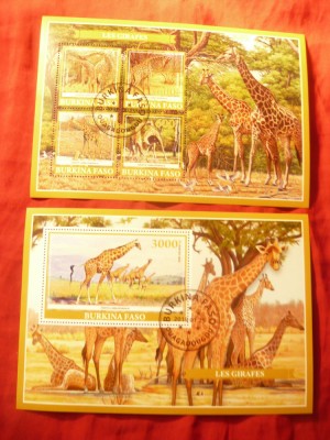 2 Blocuri Burkina Faso 2019 Fauna - Girafe foto