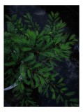 Tablou Canvas, "Flori de frunziș &icirc;n umbră verde", Verde, Frunze, Ramuri, &Icirc;ntunecat, Textură, Natură, Detaliu., 26 x 39 cm, CMCLASS