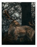 Tablou Canvas, "Cerbul regal &icirc;n pădurea &icirc;ntunecată", Majestuos, Nobil, Singuratic, Natural, Elegant, Pădure, Siluetă, &Icirc;ntunecat, Antler, Calm, 26 x 39