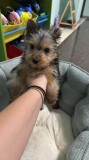 Pui Yorkshire Terrier Mascul, Royal Canin