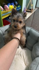Pui Yorkshire Terrier Mascul