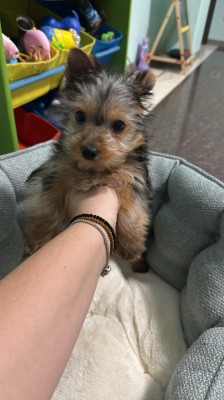 Pui Yorkshire Terrier Mascul foto