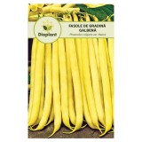 Fasole fideluta galbena pitica 50gr