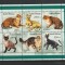 Guinea Bissau 2001 - Pisici S/S 1v MNH