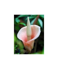 Bulbi Amorphophallus Bulbifer, Crinul vulturului, 18/+