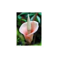 Bulbi Amorphophallus Bulbifer, Crinul vulturului, 18/+