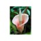 Bulbi Amorphophallus Bulbifer, Crinul vulturului, 18/+