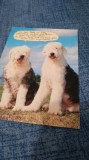 Cumpara ieftin CARTE POSTALA -FELICITARE CIRCULATA