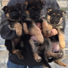 Vând pui Ciobanesc german cu pedigree