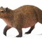 Capibara- collecta