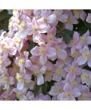 Planta Clematis montana Mayleen P9, ghiveci 9cm, Oem
