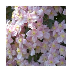 Planta Clematis montana Mayleen P9, ghiveci 9cm