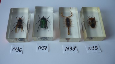 INSECTE REALA IN RASINA N36 , N37 , N38 , N39 , DEAGOSTINI foto