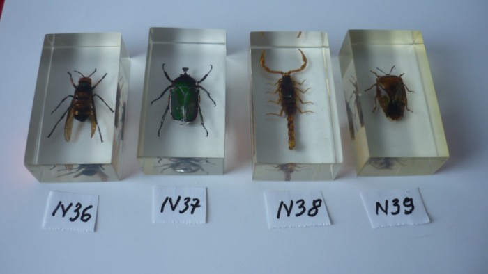 INSECTE REALA IN RASINA N36 , N37 , N38 , N39 , DEAGOSTINI