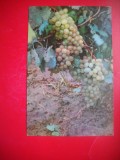 HOPCT 25136 STRUGURI ALBI- VITA DE VIE -VITICULTURA - ROMANIA - NECIRCULATA