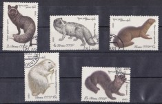 A12 S5 2 - Timbre foarte vechi - fosta URSS - animale salbatice cu blana